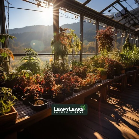 Marijuana Equity Grants - A cannabis garden blooming with potential in California. Cannabis News by LeafyLeaks.com, Ai Generated image for Leafy Leaks