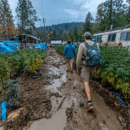 Nevada County Illegal Cannabis Raids Shake Up Community and Spark Debate Uncover the inside story of Nevada County illegal cannabis raids. What really happened during these shocking crackdowns? Click to discover the truth now.