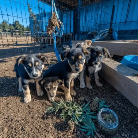 See what really happened with puppies abandoned dog park—discover the untold story and join the outcry. Who left them, and why? Find out now.