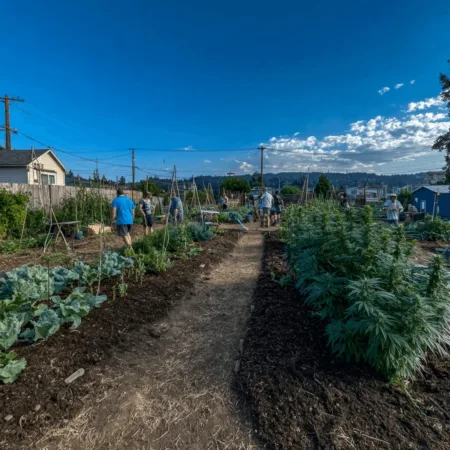 Unlock the secrets of succession planting food security for your community—discover how this method transforms gardens into powerful solutions!