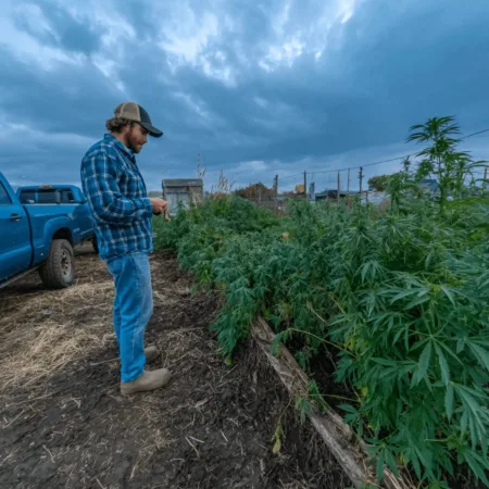 Discover the truth behind the Nebraska hemp industry shutdown—how will it impact local growers? Click to reveal the fallout and expert reactions.
