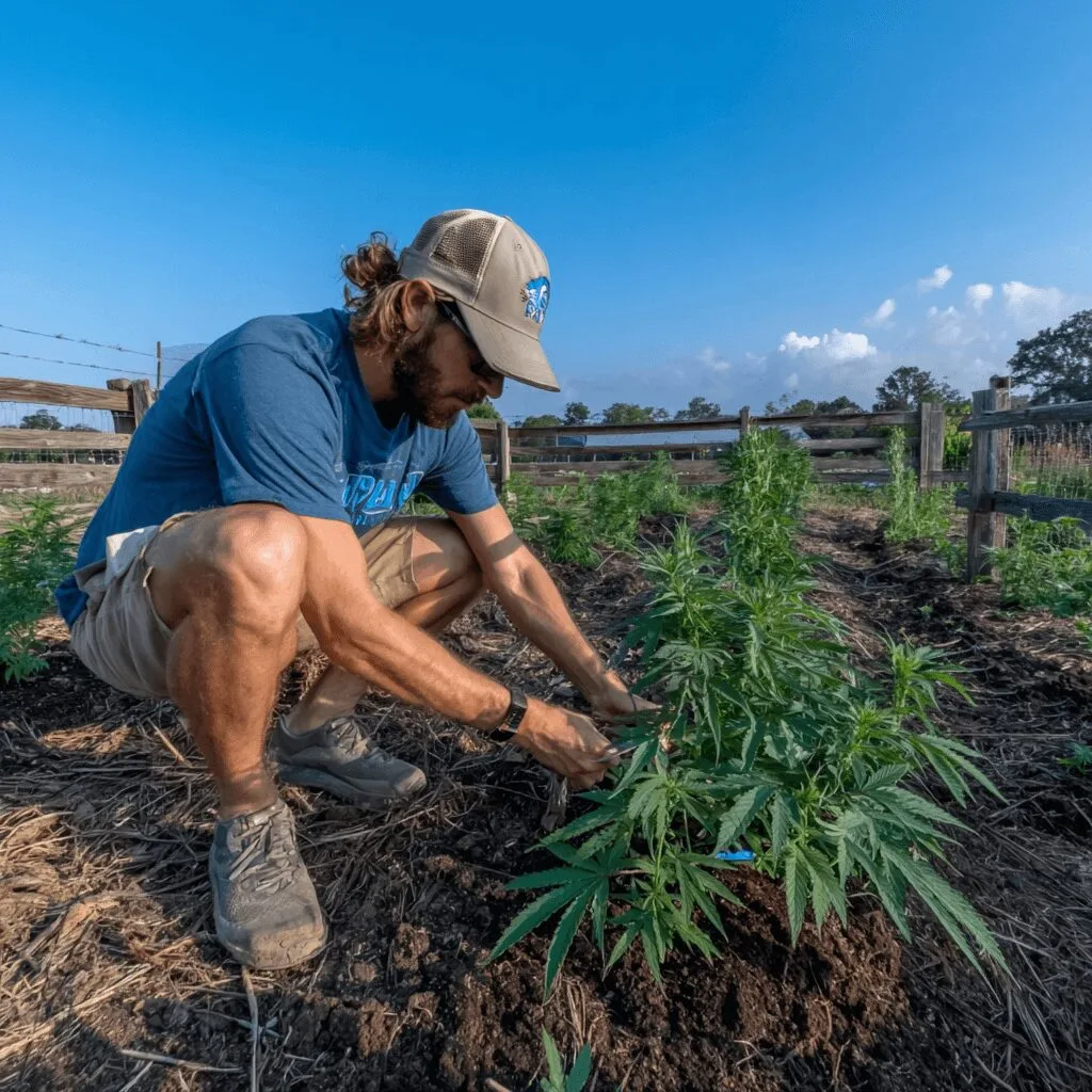 Curious about the future of Texas hemp regulation? Discover what these changes mean for growers and consumers—don’t miss out on these crucial updates!