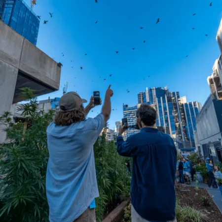 Discover the thrilling rise of Melbourne peregrine falcons! See why nature lovers and city-dwellers alike are obsessed—don't miss this wild urban spectacle.