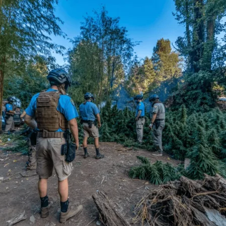 Discover what led to the massive marijuana plant seizure Northern California—see exclusive details and surprising twists you won't want to miss!
