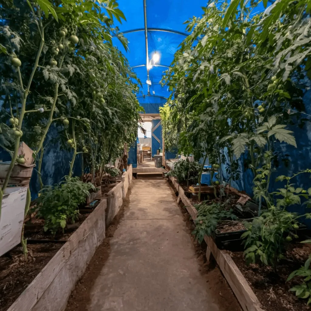 Cannabis Hidden Among Tomatoes: Spain’s Greenhouse Secret Shocks the World Discover how cannabis hidden among tomatoes sparked a major police bust in Cadiz. Want to see what they found? Dive into this jaw-dropping story now!