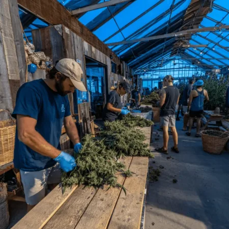 Curious about the first Fluent Rosa cannabis harvest? Uncover exclusive details and behind-the-scenes surprises that make this event a game-changer!