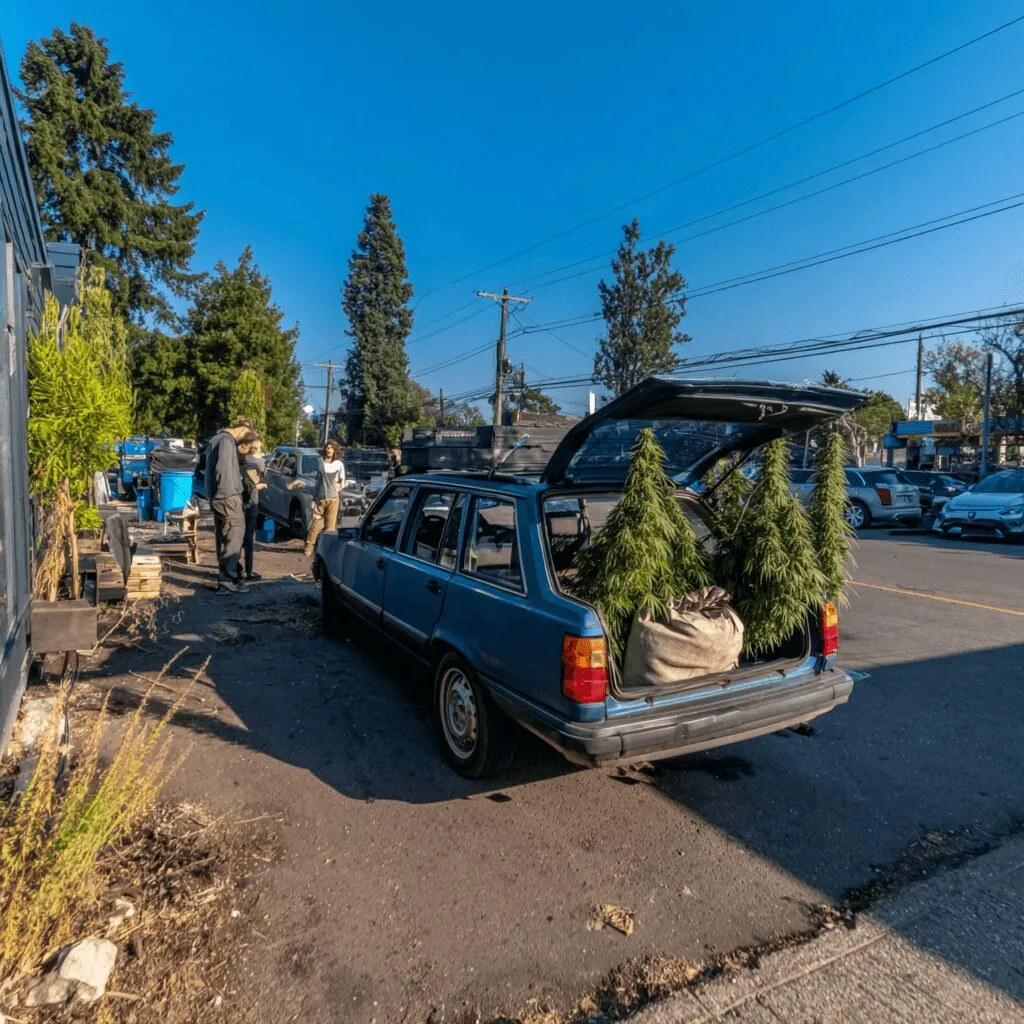 Uncover the wild story of marijuana seized towing—how a routine impound led to an incredible cannabis find. Click for the details that stunned Lewis County!