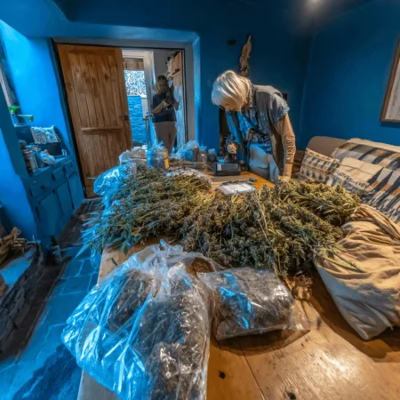 Limerick cannabis house raid uncovers €110,000 stash! What led Gardaí to the door, and who was behind the scenes? Dive into the gripping details now.