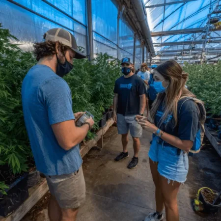 Hungry for Village Farms cannabis news? Discover fresh insights, exclusive updates, and expert takes that every cannabis enthusiast can’t afford to miss!