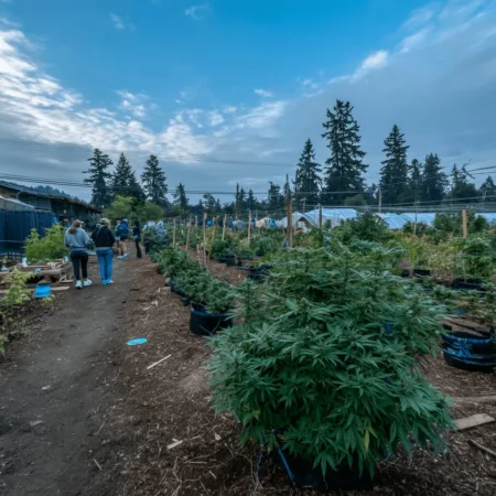 Glass House cannabis property taxes spark debate as major Ventura farm faces big decisions Glass House cannabis property taxes battle heating up—discover how this fight could impact growers, prices, and your local community. Don’t miss this reveal.