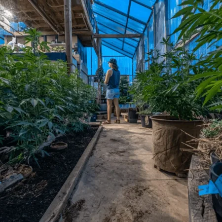 Discover the bold Delta cannabis expansion—will it shake up the market? Uncover what's next and why everyone’s talking about this major move!