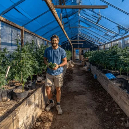 Discover how Greenway Greenhouse Cannabis Revenue is reshaping the industry. Want the latest trends and bold insights? Click to uncover the financial story!