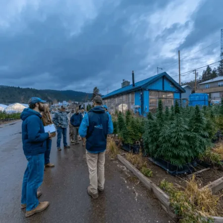 Iron Mountain marijuana rules just changed—find out how these updates could affect local growing facilities. Don’t miss what’s next for cannabis in town!