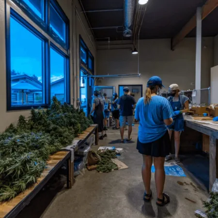 Dive into the 2026 cannabis industry outlook! Discover what’s next, potential investment wins, and surprise trends. Ready to get ahead of the curve?