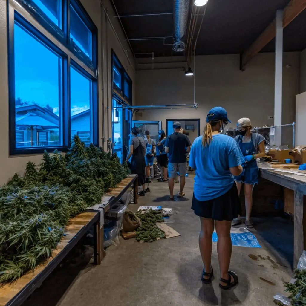 Dive into the 2026 cannabis industry outlook! Discover what’s next, potential investment wins, and surprise trends. Ready to get ahead of the curve?