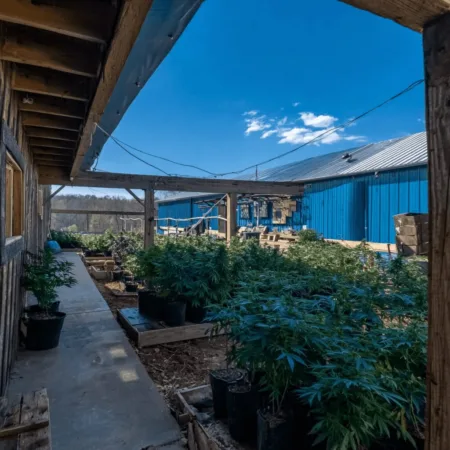 Curious about medical marijuana Kentucky? Discover the groundbreaking new growing facility in Jessamine County—see how it’s changing access in Kentucky!