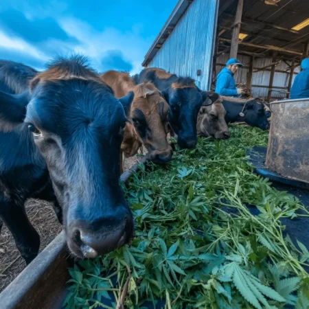 How the Hemp Leaves Animal Diet Revolution Is Shaping Modern Farming Curious about hemp leaves animal diet? Uncover surprising results, tips, and the science behind hemp in feed. Is your livestock missing out?