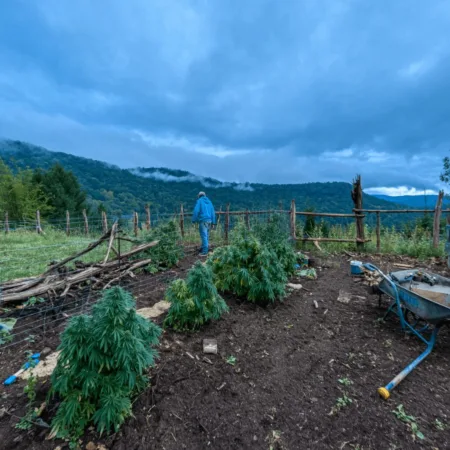 Cannabis Cultivator Theft Rocks Vermont: Security Fears Grow After Break-In See how cannabis cultivator theft is shaking Vermont. Discover inside details and find out what cultivators must know to stay protected—don’t miss this!