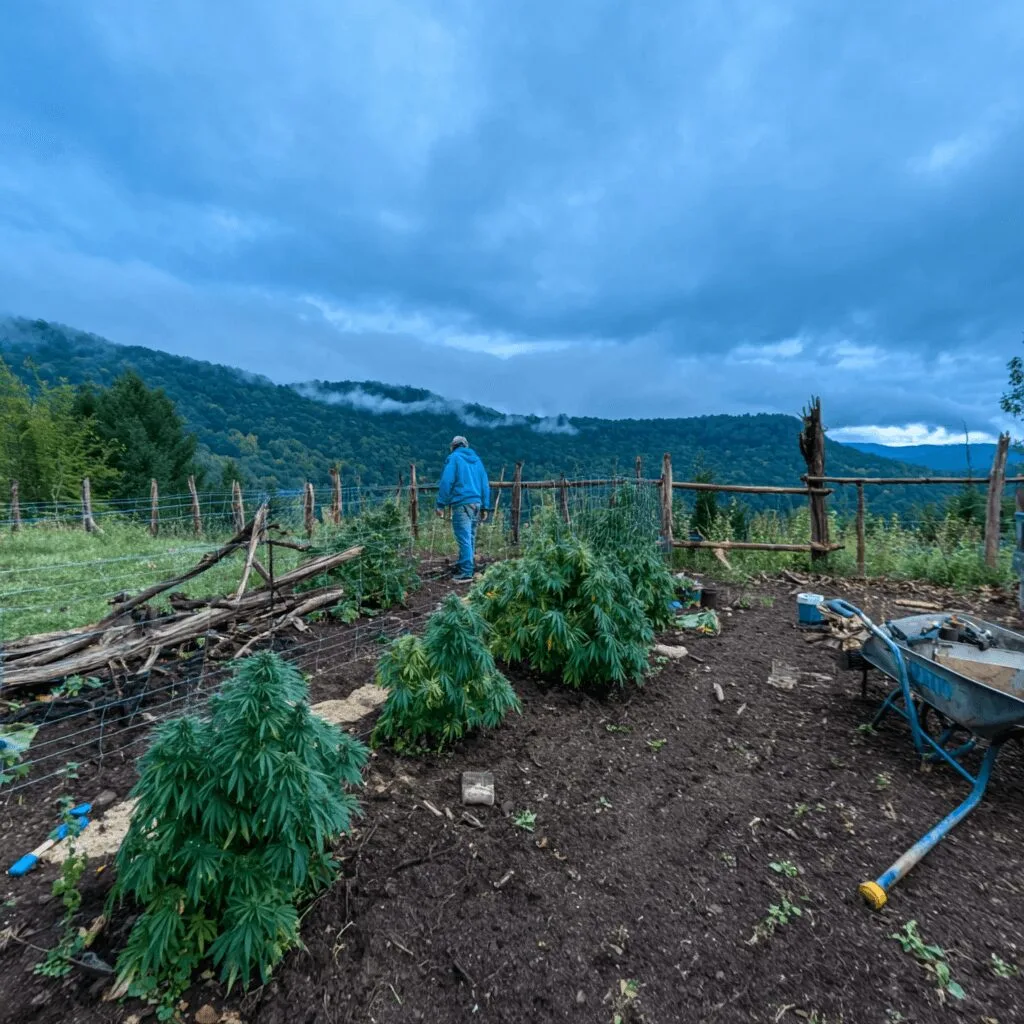 See how cannabis cultivator theft is shaking Vermont. Discover inside details and find out what cultivators must know to stay protected—don’t miss this!