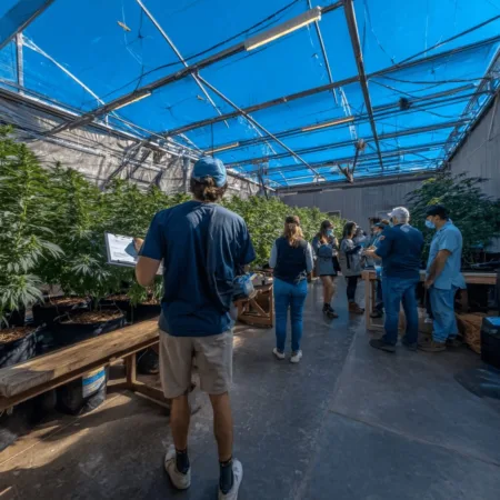 Connecticut Cannabis Market: Will Expansion Grow Opportunity or Risk? Discover what's fueling decisions in the Connecticut cannabis market. Are new growers taking a gamble worth it? Get the inside scoop on industry moves.