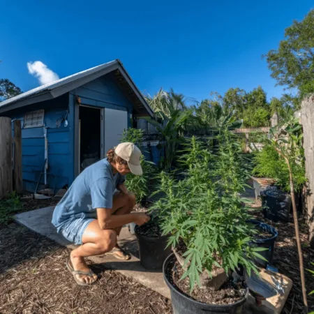 Florida Marijuana Home Grow Bill: What Legal Weed Could Mean for Everyday Floridians Curious about the Florida marijuana home grow bill? Discover how this game-changing law could impact your rights and shake up the cannabis industry!
