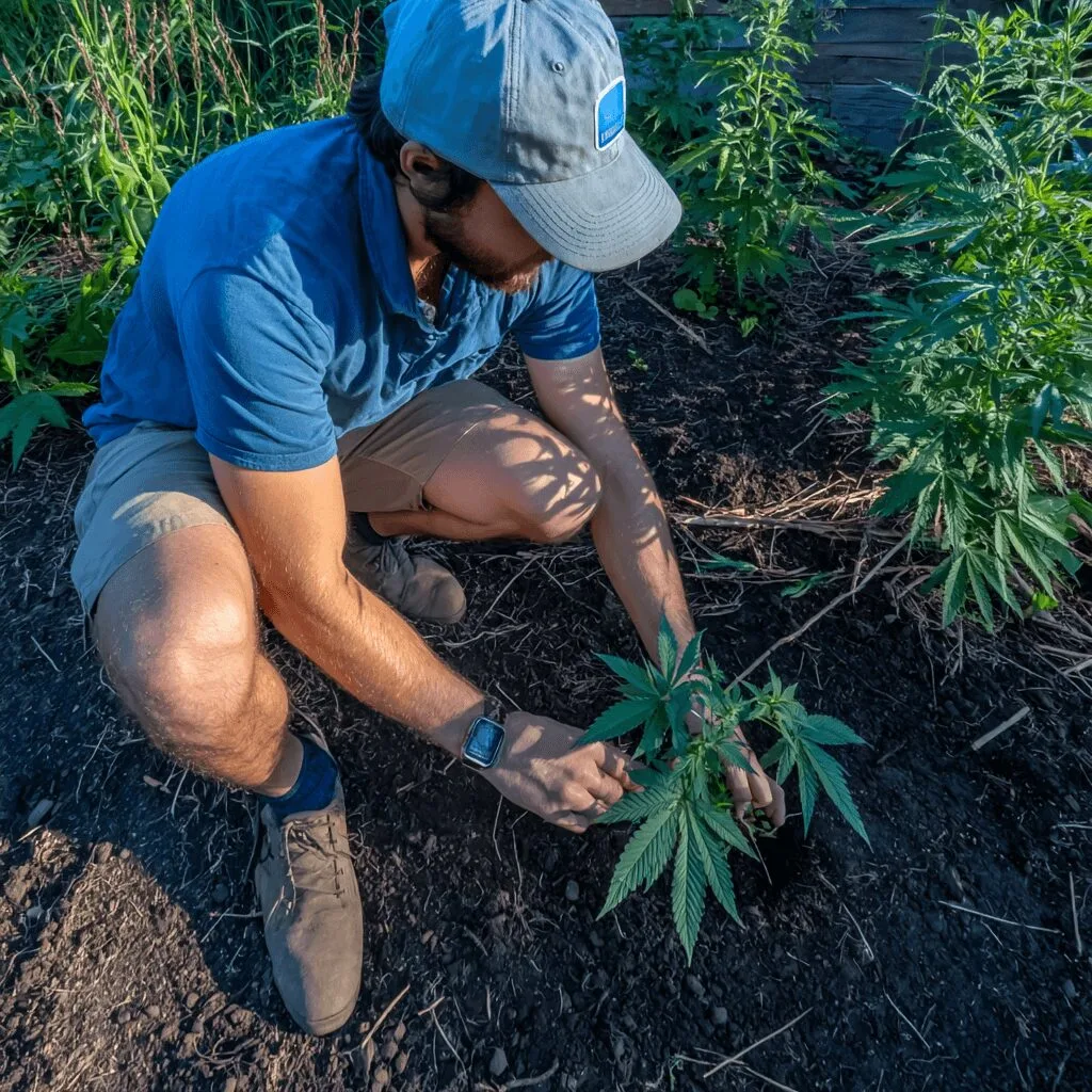 Curious about Ohio marijuana growing laws? Uncover what’s legal, what to avoid, and the bold truths every Ohioan must know before growing at home.