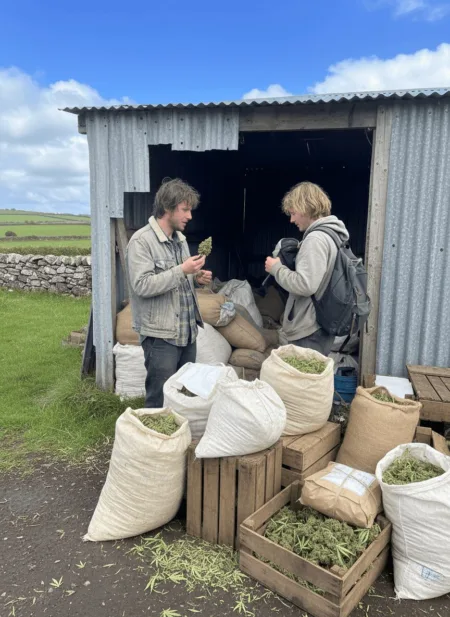 Inside Ireland Cannabis Smuggling: Rural Backroads, Big Risks, and Changing Laws Uncover the truth about Ireland cannabis smuggling—what's really fueling the market? Get insider details you won't believe. Click to find out now!