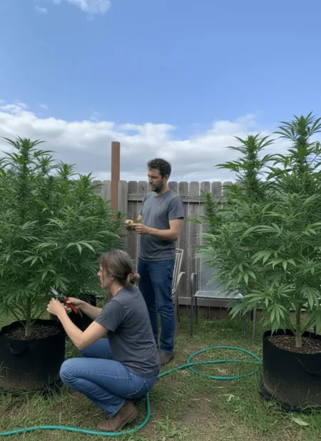 Is Washington Marijuana Homegrow Legalization Closer Than Ever in 2024? Curious about Washington marijuana homegrow legalization? Explore what's changing, who's fighting for your rights, and what it could mean for you—don’t miss out!