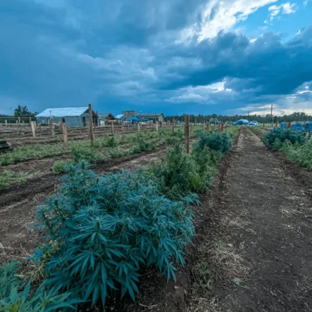 Pine County Cannabis Farms Spark Minnesota’s Most Unexpected Green Revolution Curious about Pine County cannabis farms? Discover the real stories and local buzz behind these thriving growers—see what’s changing in your backyard.