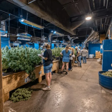 Oregon cannabis market trends reveal a price drop as production hits new highs. Will you benefit in 2024? Explore what this means for consumers now!