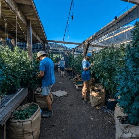 Unlock the secrets behind current cannabis production prices—discover why costs are dropping and how steady demand is shaping the market in 2024.