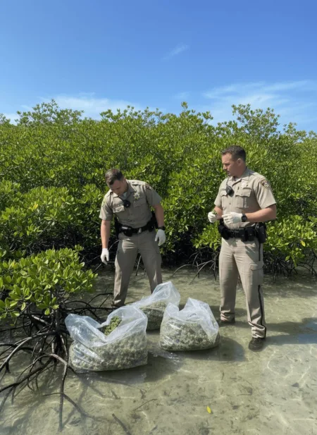 Marijuana packages found Key Largo—what’s really behind the mysterious bundles turning up in the mangroves? Click to discover the full story and wild details!