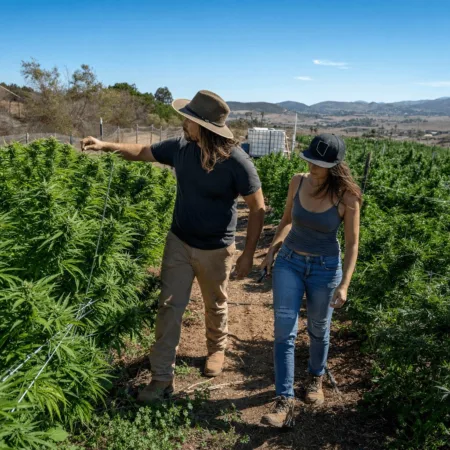Curious about cannabis cultivation Oceanside? Discover how 2 new acres open up exclusive opportunities for growers in South Morro Hills. Learn more inside!