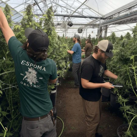 Uncover the high-stakes Colorado cannabis tax challenge—how will the outcome reshape growers’ profits and tax policy? Tap in for breaking legal details.