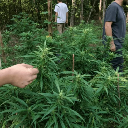 Kentucky Marijuana Plants: Why Bluegrass Cannabis is in the Spotlight Now Curious about Kentucky marijuana plants? Discover what’s happening in local grows—real photos, facts, and community stories you won't see anywhere else.