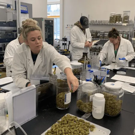 Curious about Minnesota marijuana lab testing? Find out why regulators froze a leading lab—learn what this means for cannabis quality and your safety.