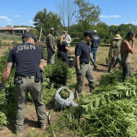Atoka Marijuana Farm Bust: Inside Oklahoma’s Shocking Cannabis Crackdown Discover exclusive details on the Atoka marijuana farm bust—OBN agents seize 6,000+ plants. What really happened? Uncover the inside story now.