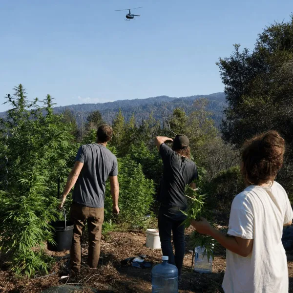 Black Helicopter Cannabis Enforcement: Ground Truth Revealed in Humboldt Skies Curious about black helicopter cannabis enforcement? Discover shocking insights, surprising motives, and secret operations flying over your community now.