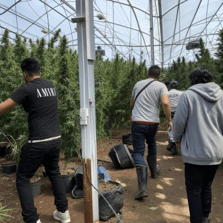 Shocking cannabis greenhouse burglary in Monterey County sparks multiple car chases—discover how this bold heist unfolded and what happened next!