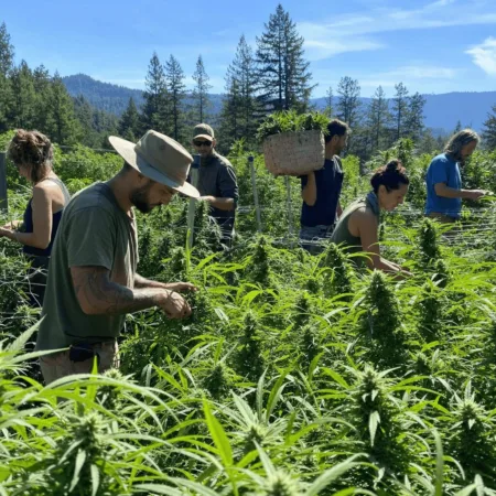 Experience the Emerald Triangle marijuana photos capturing hard work, sweet weather, and new beginnings—are these the raw moments you’ve never seen?