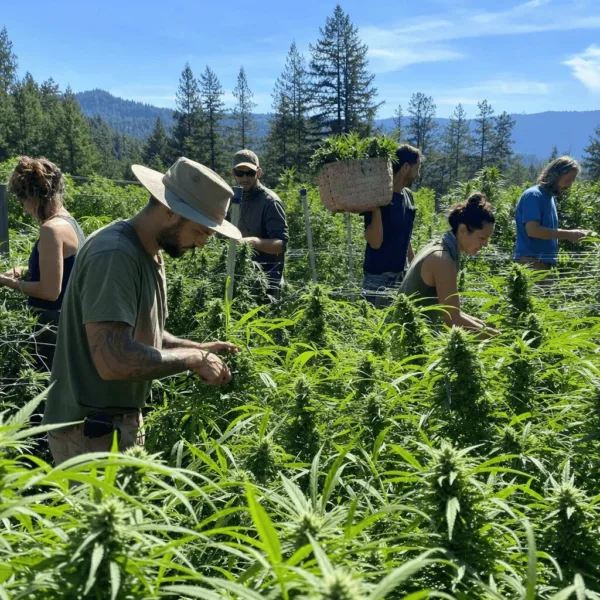 Experience the Emerald Triangle marijuana photos capturing hard work, sweet weather, and new beginnings—are these the raw moments you’ve never seen?