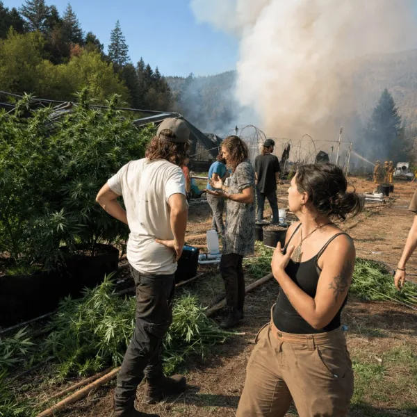 Discover what really happened in the Estacada cannabis grow fire—uncover details, unanswered questions, and exclusive insights that you can't miss.