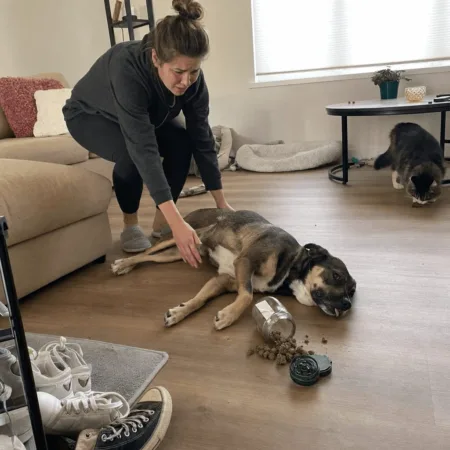 Marijuana Toxicity Pets: Urgent Guide for Responsible Owners in 1780407841 Worried about marijuana toxicity pets? Discover shocking signs, life-saving tips & what legalization means for your furry friend. Click to protect your pet!