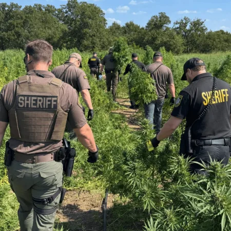 Discover the full story behind the marijuana plant seizure Oklahoma—why did authorities seize so many plants? Click for details and exclusive insights.