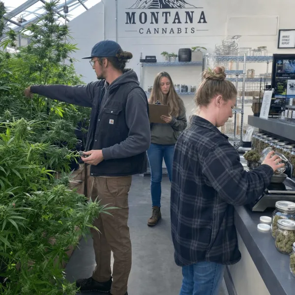 Curious about Montana cannabis legalization? Discover secrets behind the industry’s wild, regulated success. Ready for an inside look? Click and explore!