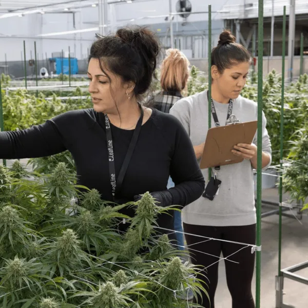Discover how women in cannabis industry are breaking barriers in Minnesota. Ready to be inspired by bold leaders shaping cannabis’ future? Click now.
