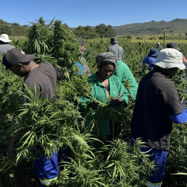 South African Cannabis Exports Ignite a New Era of Global Trade Discover the explosive rise of South African cannabis exports. Curious how this industry took off? Dive in for a revealing look at what’s really driving growth.