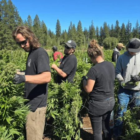 Unlock the latest Washington cannabis market trends. How will federal changes and oversupply reshape the industry? Find out what’s next for WA cannabis.