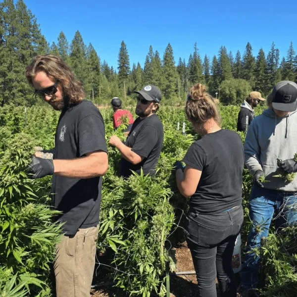 Unlock the latest Washington cannabis market trends. How will federal changes and oversupply reshape the industry? Find out what’s next for WA cannabis.