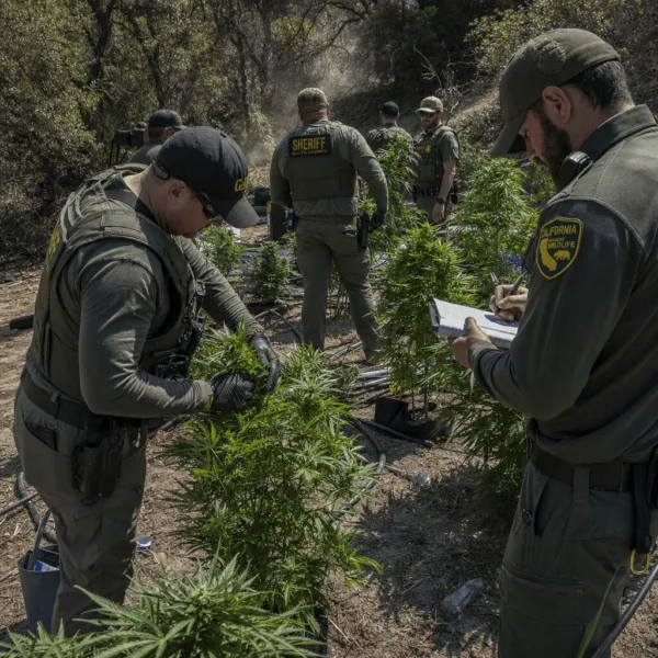 Get the inside story on a real illegal cannabis cultivation investigation. Uncover bold tactics, shocking discoveries, and what this means for California.